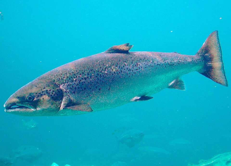 Photograph of Atlantic salmon