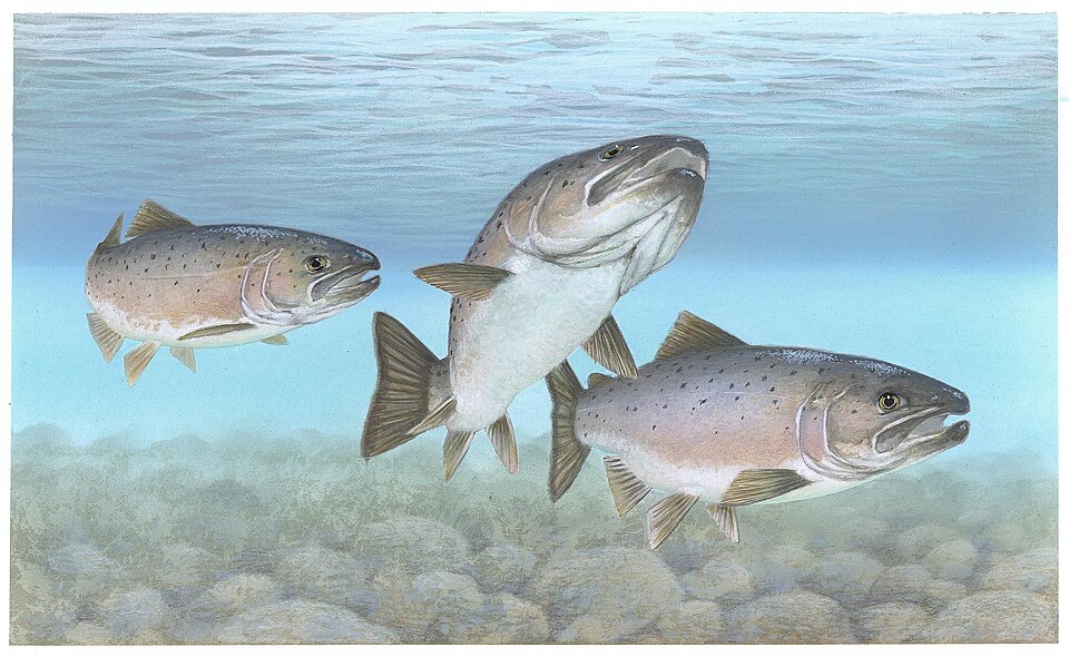 Pencil illustration of Atlantic salmon
