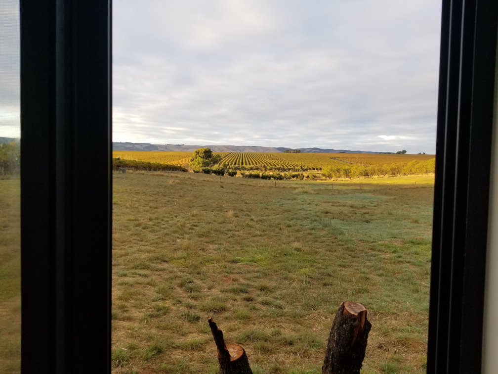 View of vineyards